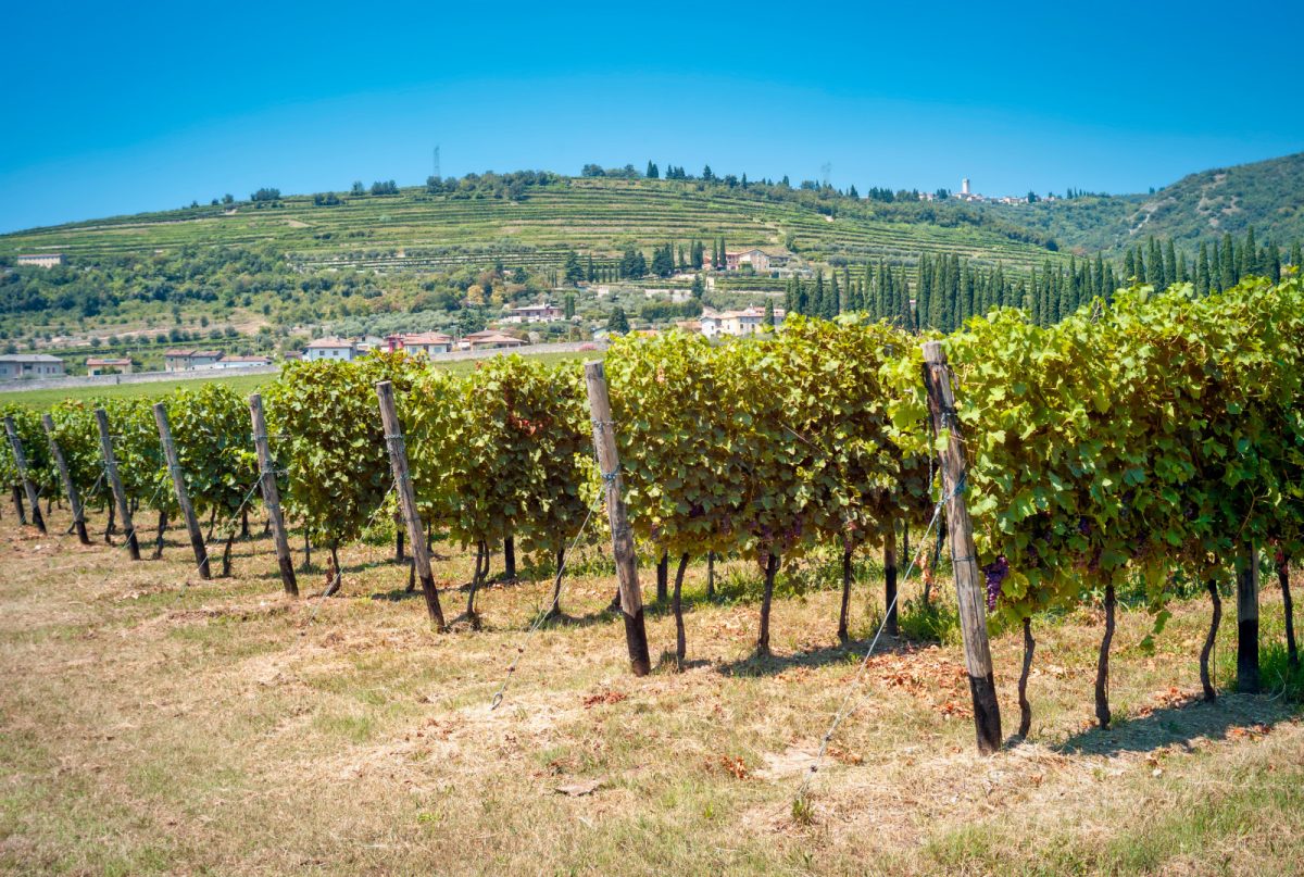 Rows of Amarone grapes vineyards in Veneto, Italy