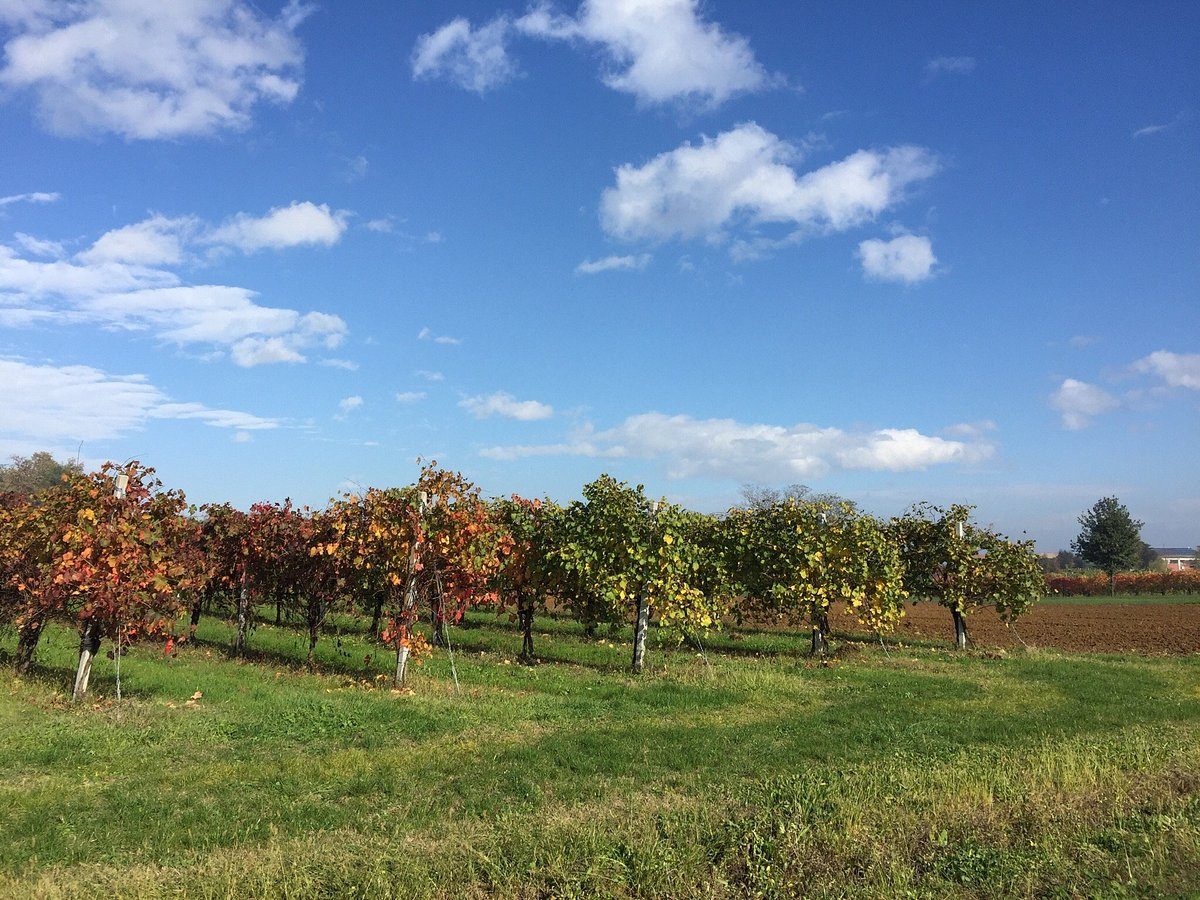 Azienda Agricola La Piana Winery vienyards