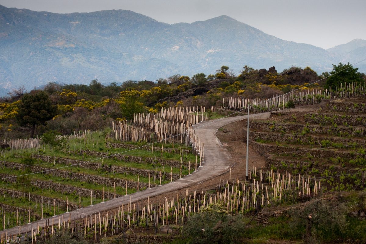 Picturesque vineyard on the slopes of Mount Etna in Sicily, showcasing the beauty of the Etna Wine Route