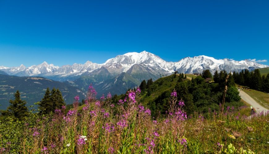 Scenic view of the Mont Blanc Mountain Range, featuring lush green flowers that enhance the natural beauty of the landscape