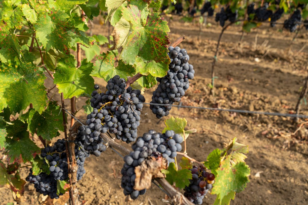 Close-up of Negroamaro grape vineyard