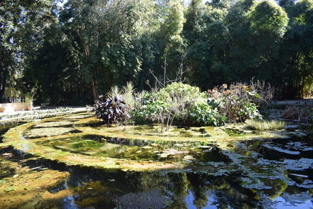 Pond in Orto Botanico di Palermo or the Palermo Botanical Garden in Palermo, Italy