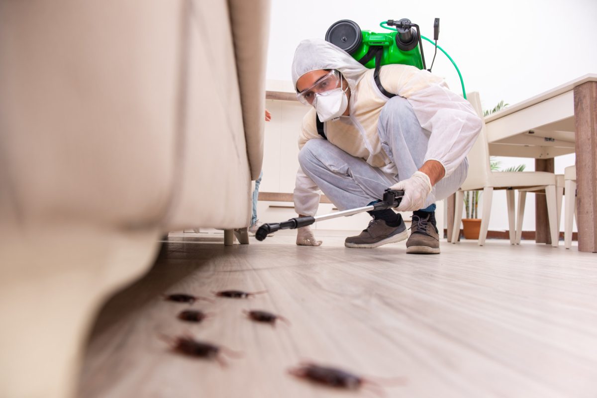 Pest control contractor inspecting and spraying pest control chemicals