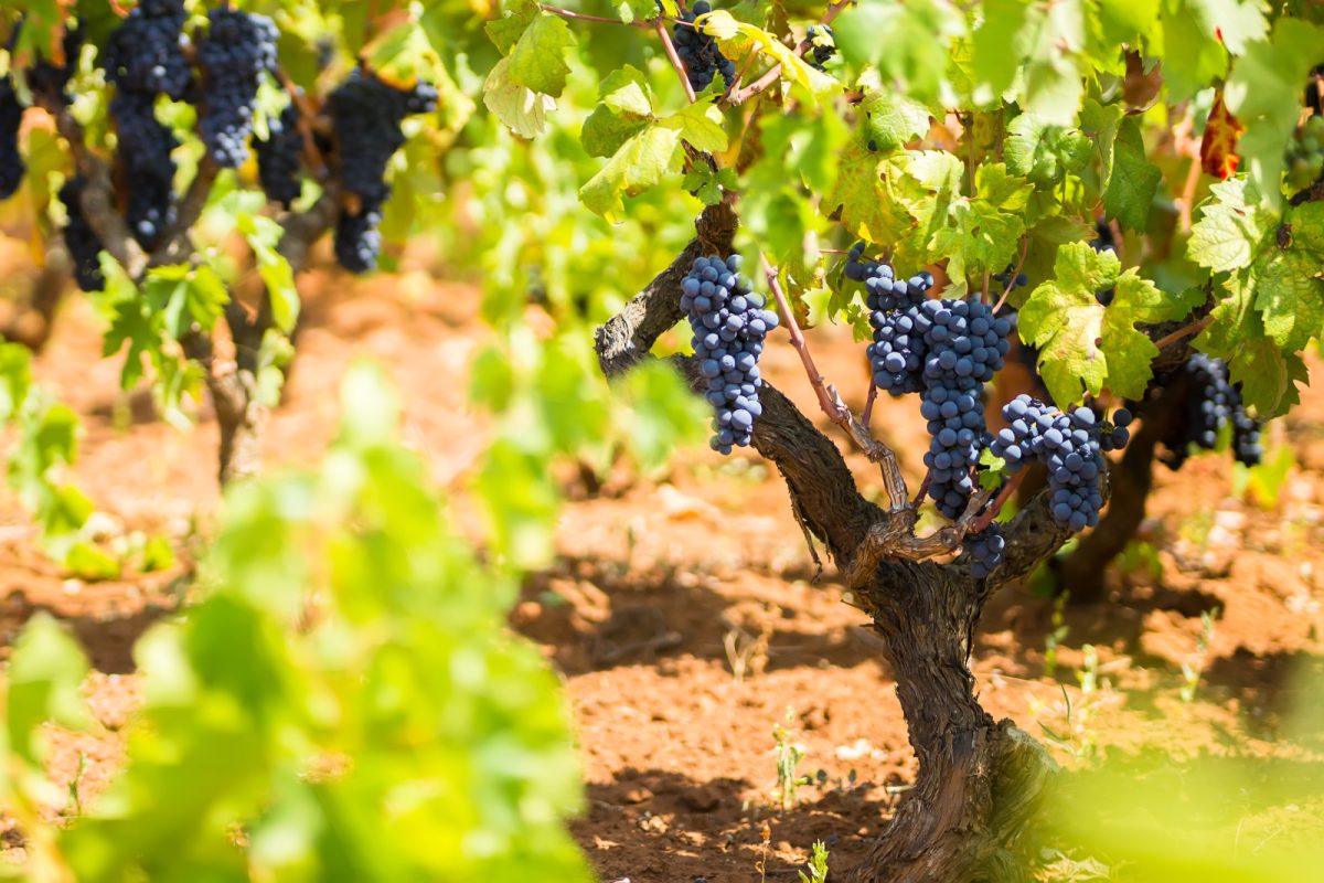 Primitivo grapes vineyard in Salento, Puglia, Italy