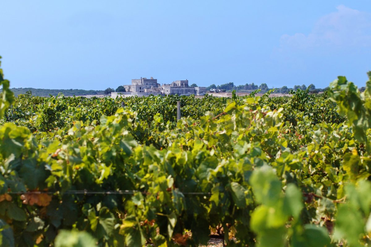 Vineyards and skyline in Puglia, South Italy