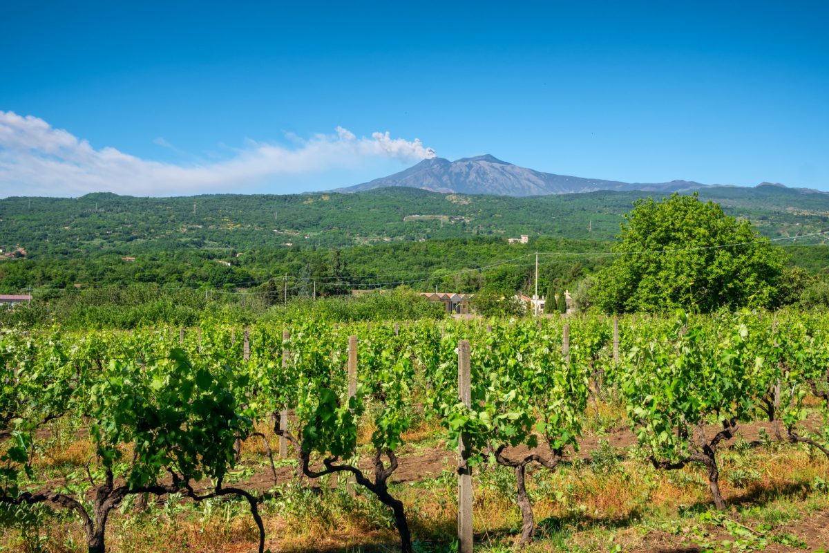 Panoramic view of Sicilian vineyards and Etna volcano in the background in Sicily, Italy