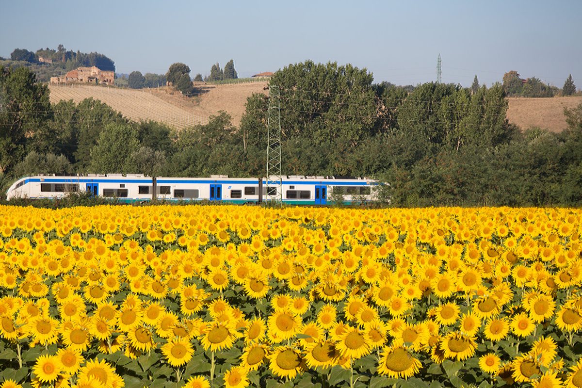 Train passing by the sunflower field in Tuscany, Italy