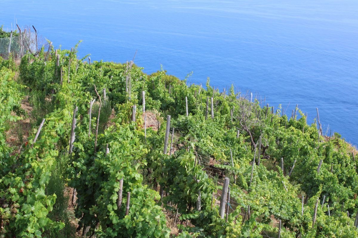 Vermentino and Sciacchetrà grapes in the Cinque Terre, Liguria, Italy